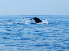 A stunning close-up of a whale's tail as it gracefully swims through calm waters, showcasing the beauty of marine wildlife.
