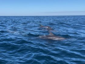 A pod of dolphins gracefully swims through the clear blue waters, showcasing the beauty of marine wildlife in their natural habitat.