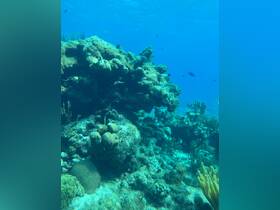A vibrant underwater scene showcasing a coral reef teeming with marine life, perfect for snorkeling and diving enthusiasts.