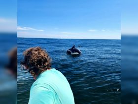A thrilling moment captured as a whale breaches the surface near a boat, showcasing the beauty of marine wildlife encounters.
