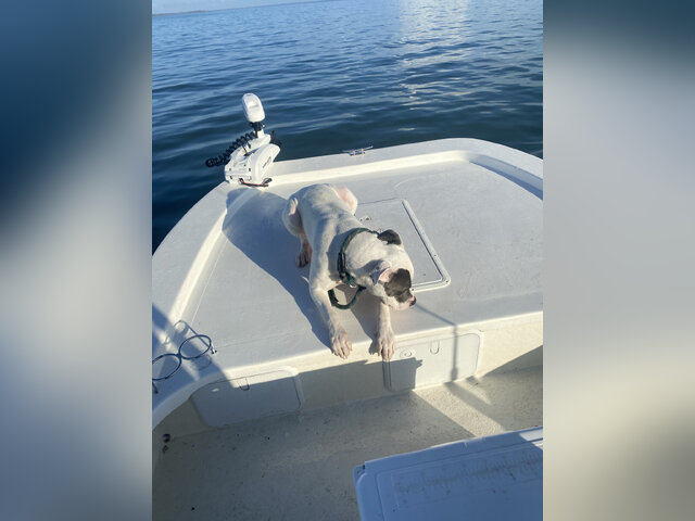 Listing image 1082906