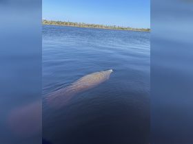 A serene view of a manatee swimming in calm waters, showcasing the beauty of wildlife in its natural habitat.