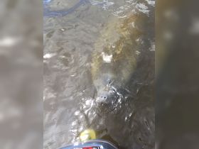 A close-up view of a curious manatee swimming in clear waters, showcasing the beauty of wildlife encounters in aquatic environments.