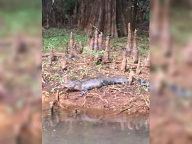 A crocodile rests on the bank of a river, showcasing its natural habitat among the lush greenery and cypress trees.