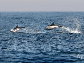Two dolphins leap gracefully from the water, showcasing their playful nature in the open sea — a breathtaking display of marine wildlife.