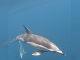 Charter Image