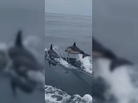 A captivating moment capturing dolphins swimming and playing in the ocean, showcasing the beauty of marine wildlife.