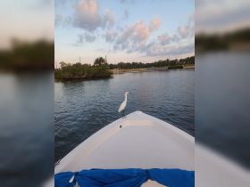 A graceful egret stands on the bow of a boat, showcasing a serene moment in nature — perfect for birdwatching enthusiasts.