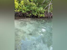 A view of shallow waters with mangrove vegetation, but the image lacks clarity and detail.