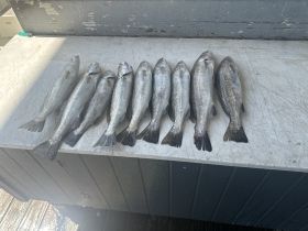 A fresh catch of fish displayed on a cleaning table, showcasing a successful fishing trip — perfect for anglers looking to enjoy their haul.