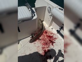 A close-up view of a shark on the deck of a boat, showcasing the aftermath of a fishing trip. The scene highlights the excitement and challenges of deep-sea fishing.