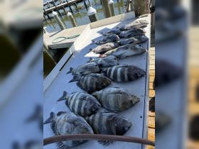 A successful fishing trip showcased with a variety of striped bass laid out on a table, highlighting the thrill of the catch.