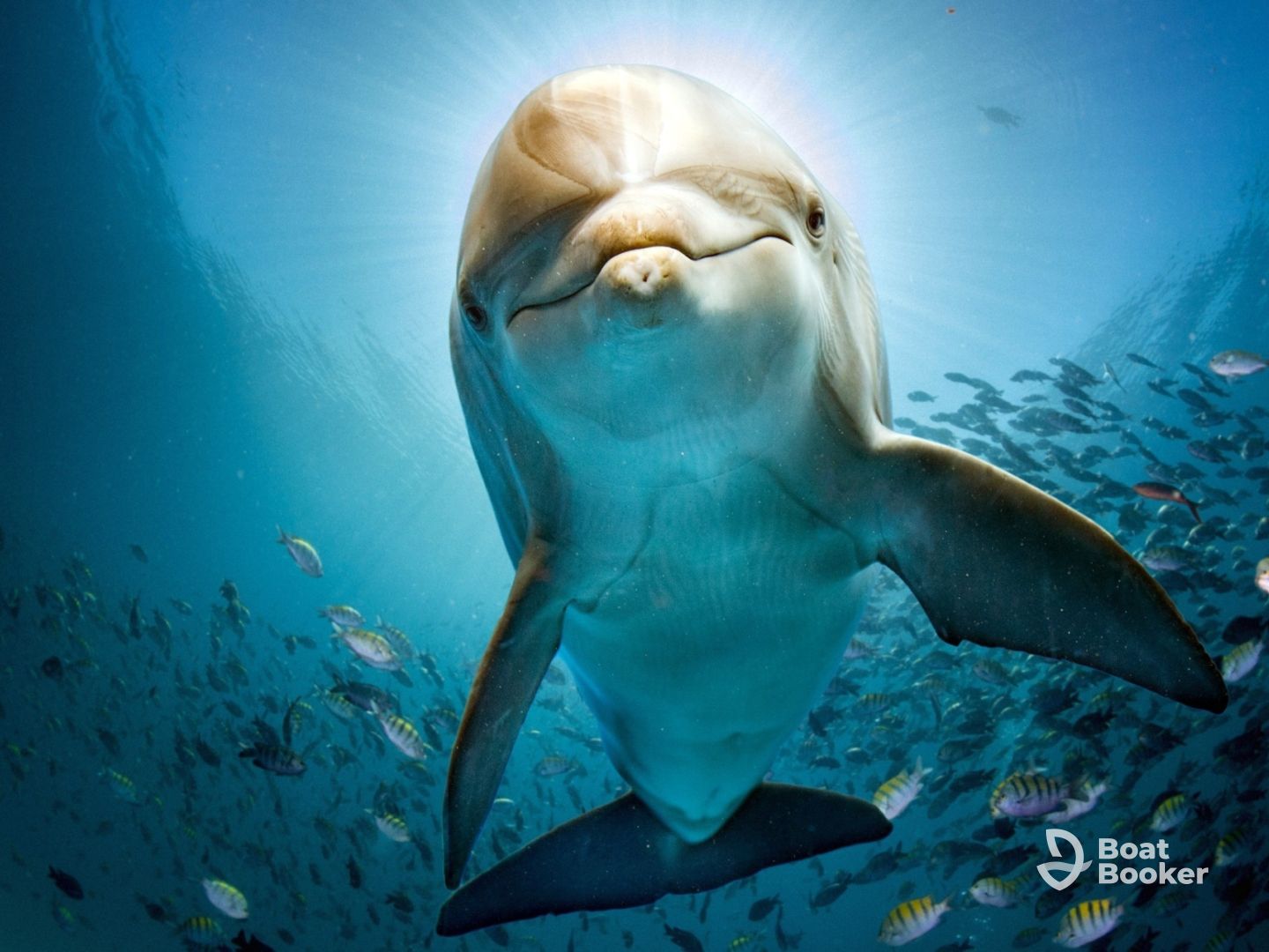 Dolphin Tours Cocoa Beach