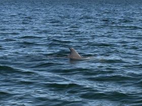 A close-up view of a dolphin swimming in the open water, showcasing the beauty of marine wildlife in its natural habitat.