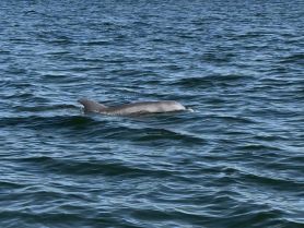A dolphin gracefully swims through the shimmering waters, showcasing the beauty of marine wildlife in its natural habitat.
