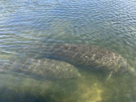 Two manatees gracefully swim in clear waters, showcasing the beauty of marine wildlife in their natural habitat.