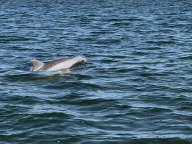 A dolphin gracefully swims through the shimmering waters, showcasing the beauty of marine wildlife in its natural habitat.