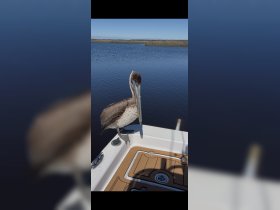 A close-up of a pelican perched on the edge of a boat, showcasing the beauty of wildlife in a serene water setting.