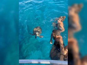 A child and an adult interact with a sea turtle in crystal-clear waters, showcasing a memorable wildlife experience while snorkeling.
