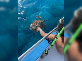 A child reaches out to touch a sea turtle in crystal-clear waters, showcasing a memorable wildlife interaction while enjoying a day on the boat.