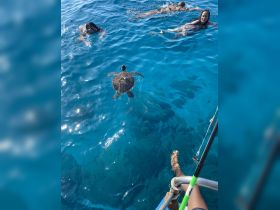 Swimmers interact with a sea turtle in crystal-clear waters, showcasing a beautiful wildlife encounter perfect for marine enthusiasts.