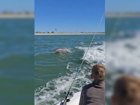 A child watches in awe as a dolphin swims alongside the boat, showcasing a magical moment of wildlife interaction in the water.