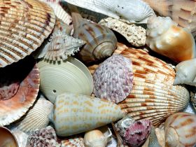 A collection of various seashells displayed together, showcasing the beauty of marine life and coastal treasures.