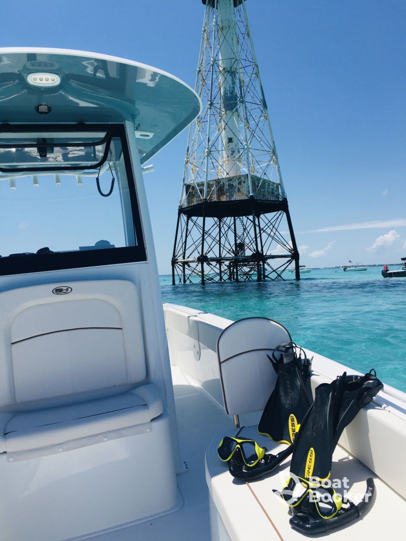 Wild Dolphin Snorkeling Tours