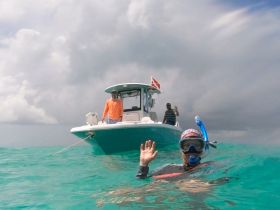 snorkel the reef