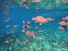 A vibrant underwater scene showcasing a school of fish swimming gracefully in crystal-clear waters, perfect for marine life enthusiasts and snorkeling adventures.