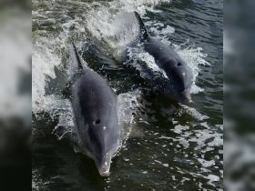 Two dolphins swim playfully through the water, creating splashes as they glide alongside each other — a captivating moment in marine wildlife observation.