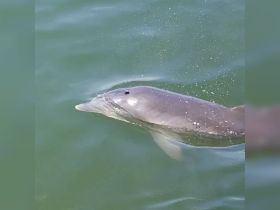 A close-up shot of a dolphin swimming gracefully in clear waters, showcasing the beauty of marine wildlife.