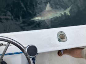 A shark swims close to the boat, showcasing an exciting wildlife encounter on the water. Perfect for adventure seekers and marine enthusiasts.