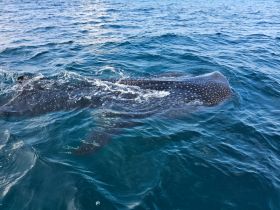 A stunning close-up of a whale shark swimming gracefully in clear blue waters, showcasing the beauty of marine wildlife.