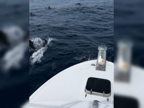 Dolphins swim gracefully alongside a boat, showcasing the beauty of marine wildlife in their natural habitat.