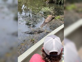 A close encounter with a crocodile as a visitor observes from a boat, showcasing the thrilling wildlife experiences available in natural habitats.