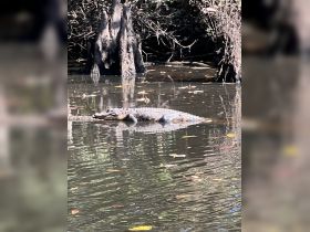 A crocodile basks in the shallow waters, showcasing the beauty of wildlife in its natural habitat — a captivating sight for nature enthusiasts.