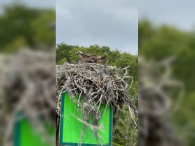 An osprey perched on its nest, showcasing the beauty of wildlife in its natural habitat. Perfect for birdwatching enthusiasts and nature lovers.