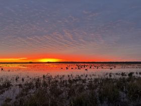 A stunning sunset over a tranquil wetland, with silhouettes of ducks swimming peacefully in the water — a perfect scene for nature lovers and photographers.