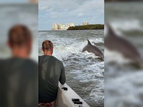 A thrilling encounter with a dolphin swimming alongside a boat, showcasing the beauty of marine wildlife in its natural habitat.