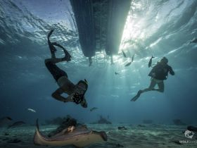 Diving enthusiasts capture stunning underwater moments with a stingray, showcasing the beauty of marine life in crystal-clear waters.