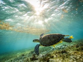 A stunning underwater shot of a turtle gracefully swimming through clear waters, showcasing the beauty of marine wildlife.