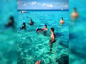 A group of people interacts with a stingray in crystal-clear waters, showcasing a unique wildlife experience in a tropical setting.