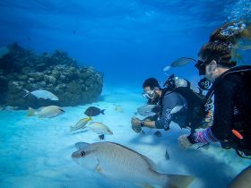 Divers explore a vibrant underwater scene, surrounded by colorful fish and coral formations — a captivating experience for marine life enthusiasts.