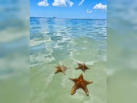 A serene underwater scene featuring starfish resting on the sandy bottom, showcasing the vibrant marine life in clear waters.