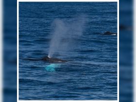 A majestic whale spouts water in the ocean, showcasing the beauty of marine wildlife during a whale watching adventure.