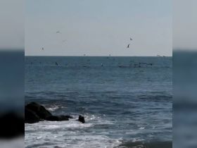 A serene view of the ocean with numerous birds flying above, showcasing the vibrant marine wildlife in the area.