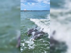 Two dolphins swim playfully in the clear waters, showcasing the beauty of marine wildlife — a delightful sight for nature lovers and boaters alike.