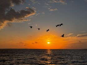 A stunning sunset view featuring a flock of birds gracefully flying over the water, creating a picturesque scene perfect for nature lovers.