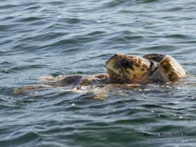 A close-up view of a turtle swimming gracefully in the water, showcasing the beauty of marine wildlife.